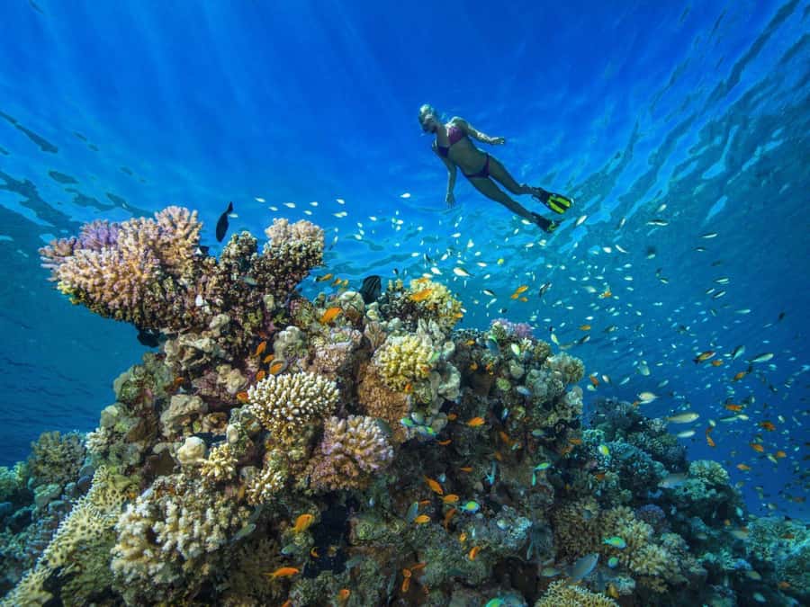 Discover Scuba Diving in Dubai - Who Should Book This and Who Might Choose Something Else