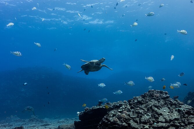 Discover Scuba Diving in Hawaii - Non certified divers! - Value and Timing: Is $237.69 Worth It?