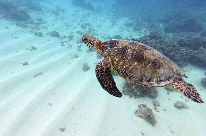 Discover Scuba Diving in Hawaii - Non certified divers! - Who Should Book This, and Who Should Pause