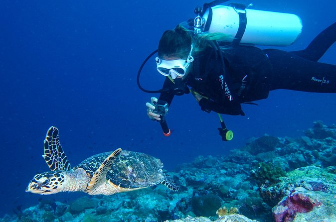 Discover Scuba Diving in Koh Lanta, Thailand - Wildlife expectations: what the operator is targeting