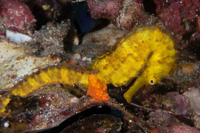 Discover Scuba Diving in Koh Lanta, Thailand - Learning scuba basics without guesswork