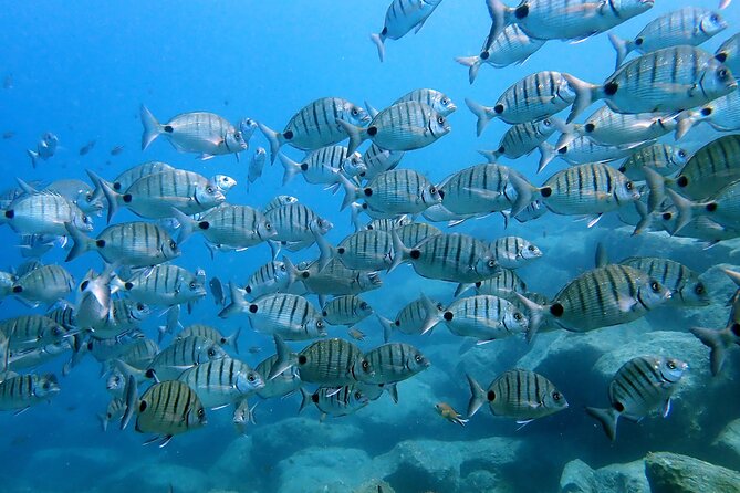 Discover Scuba Diving in Lanzarote (Costa Teguise) - Where Costa Teguise makes a first scuba session feel manageable