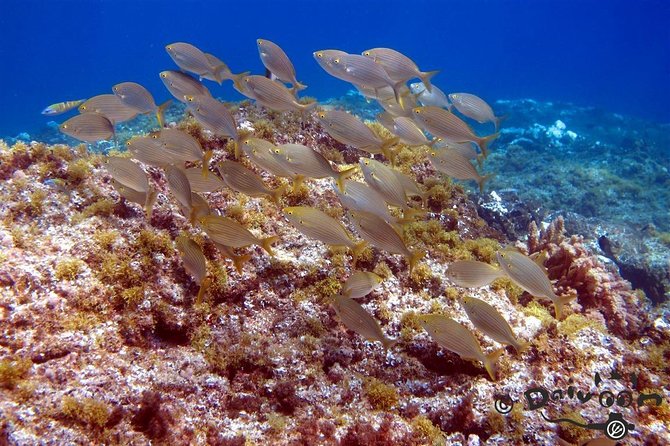 Discover Scuba Diving in Lanzarote (Costa Teguise) - What you’ll do underwater: a calm 5-meter maximum and a planned 40 minutes