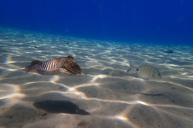 Discover Scuba Diving in Lanzarote (Costa Teguise) - Transfers from Costa Teguise, Tahiche, and Arrecife make it easy to fit in