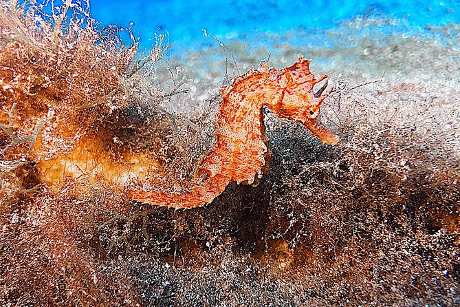 Discover Scuba Diving in Lanzarote (Costa Teguise) - Who this is perfect for (and who should think twice)
