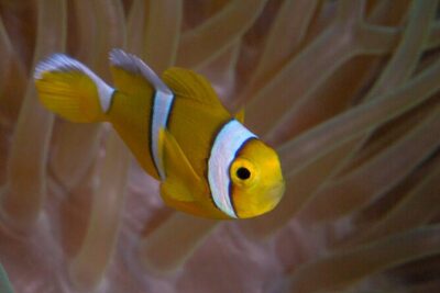 Discover Scuba Diving in Mauritius - Instructor ratio (1:4) and why patience matters for first-timers