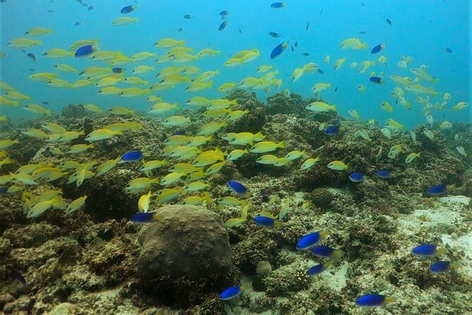 Discover Scuba Diving in Mauritius - Depth and air time: plan for 6–12 meters, not a long expedition