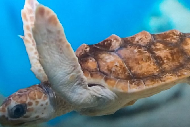 Discover Scuba Diving in Montego Bay - Hotel pickup, meeting point, and start time that shape your whole morning