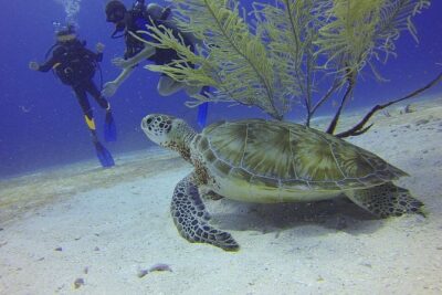 Discover Scuba Diving in Montego Bay - Getting fitted and briefed: safety first, even when you’re excited