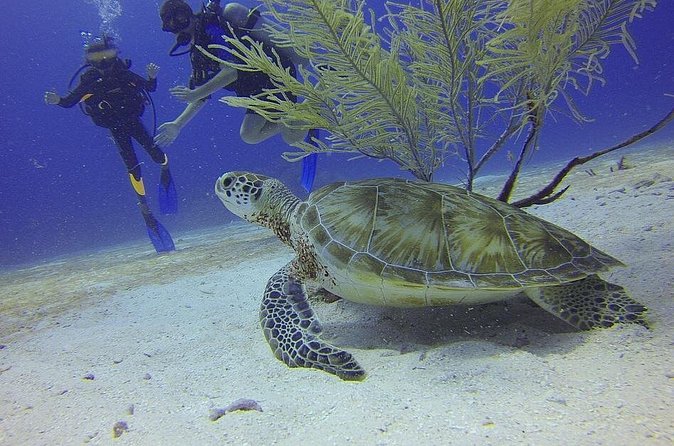 Discover Scuba Diving in Montego Bay - Lunch, wetsuits, and what you should confirm before you go