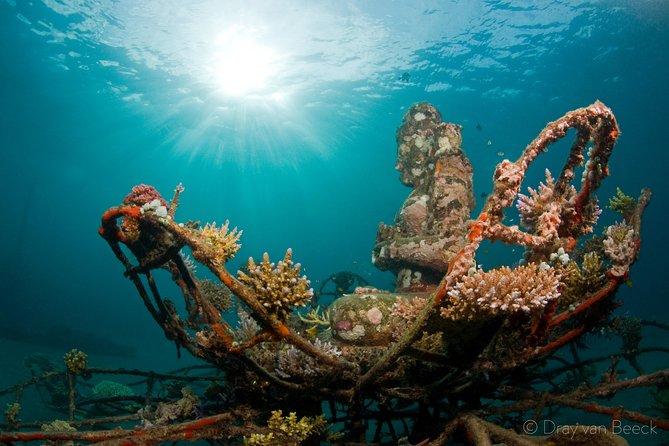 Discover Scuba Diving in Pemuteran at the Biorock site,1 shore dive all included - What you’ll see on the reef: artificial structures + real sea life