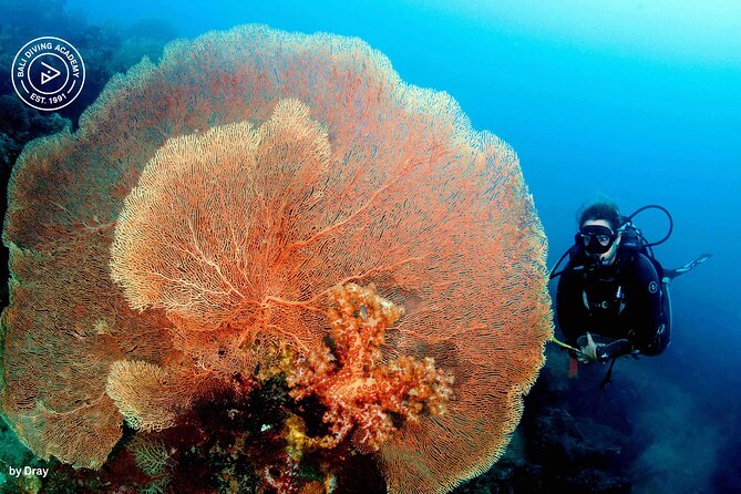 Discover Scuba Diving in Pemuteran at the Biorock site,1 shore dive all included - Instructor quality: calm guidance you can feel quickly