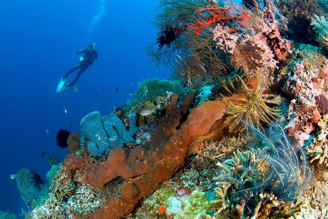 Discover Scuba Diving in Pemuteran at the Biorock site,1 shore dive all included - The training path: theory, pool practice, then a shore-based session