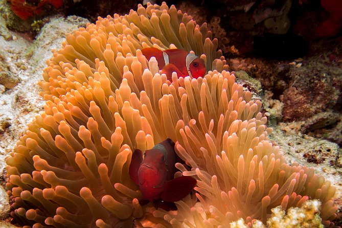 Discover Scuba Diving in Pemuteran - Diving Initiation in Bali (Menjangan Park) - What the 7-hour program feels like, from briefing to island break