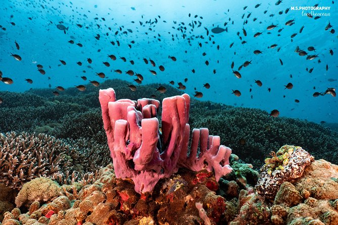 Discover Scuba Diving in Pemuteran - Diving Initiation in Bali (Menjangan Park) - Price and value: $110.05, plus two possible extras
