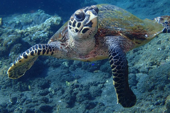 Discover Scuba Diving in Pemuteran - Diving Initiation in Bali (Menjangan Park) - Safety for beginners: what “supported” should look like