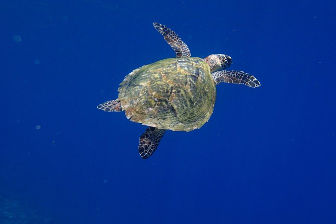Discover Scuba Diving in Pemuteran - Diving Initiation in Bali (Menjangan Park) - Who this Pemuteran program suits best (and who should pause)