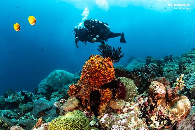 Discover Scuba Diving in Pemuteran - Diving Initiation in Bali (Menjangan Park) - Should you book this Pemuteran scuba initiation?