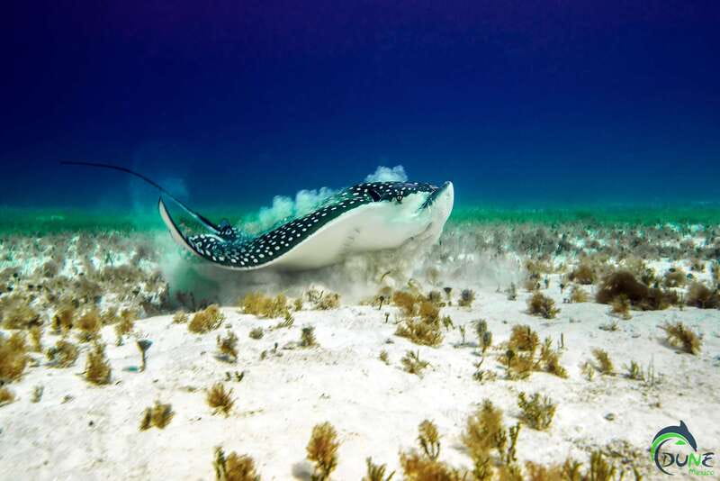 Discover Scuba Diving in Playa del Carmen - 2 dives - Meeting point by NUMA: the yellow building with a bell