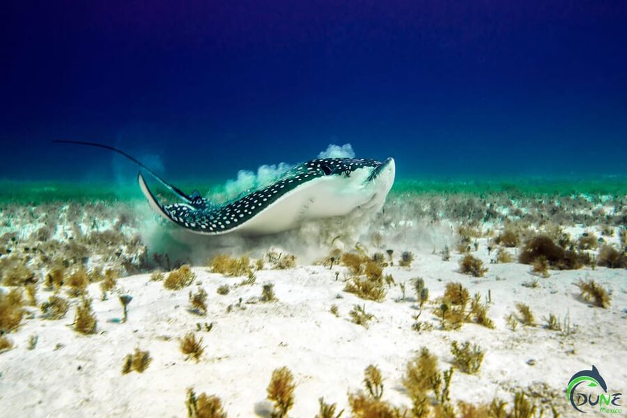 Discover Scuba Diving in Playa del Carmen - 2 dives - PADI paperwork and the certificate path toward Open Water