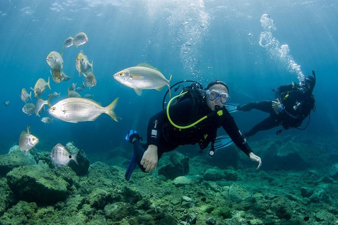 Discover Scuba Diving in Puerto de Mogan - Key Points That Matter Before You Go