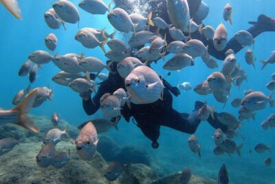 Discover Scuba Diving in Puerto de Mogan - What You Actually Do: Theory, Pool Work, Then Open Water