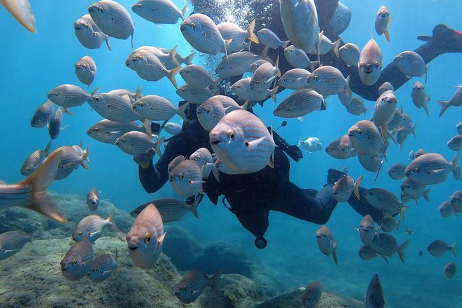 Discover Scuba Diving in Puerto de Mogan - What You Actually Do: Theory, Pool Work, Then Open Water