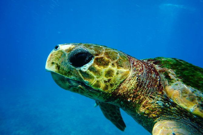 Discover Scuba Diving in Sal - Key Things I’d Highlight Before You Go