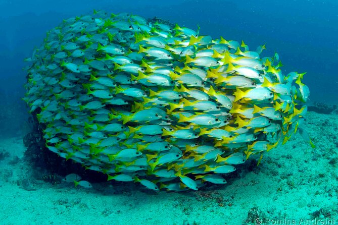 Discover Scuba Diving in Sal - Small Group Coaching: Why Max 5 Travelers Changes the Feel