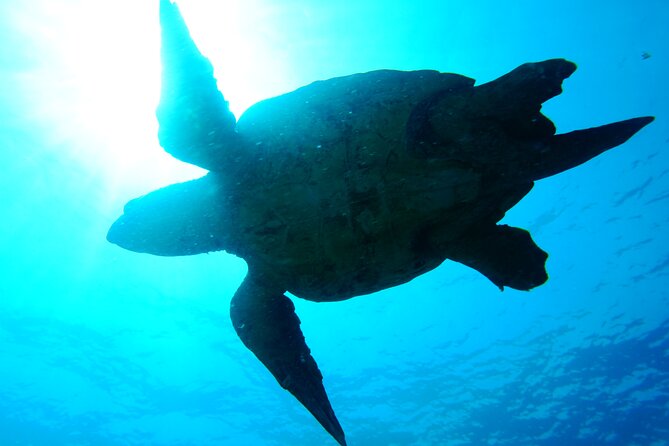 Discover Scuba Diving in Sal - Price and Value: What $120.97 Buys You in Sal