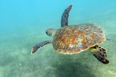 Discover Scuba Diving in San Juan - Meet Scuba Dogs at the park, then get geared up fast