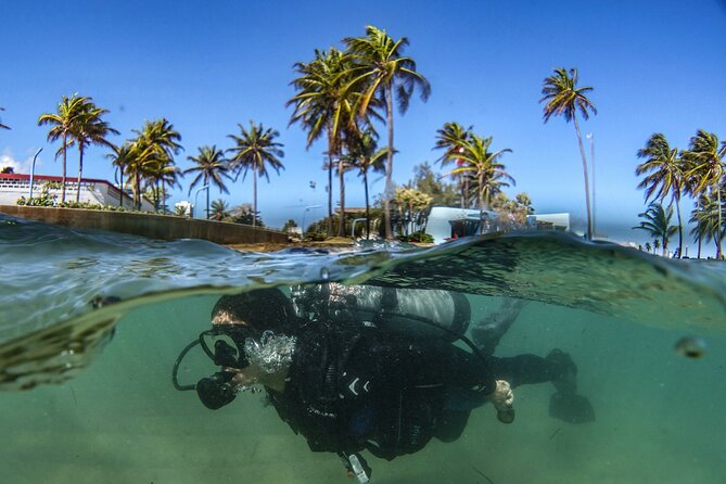 Discover Scuba Diving in San Juan - Wildlife expectations: turtles and colorful schools