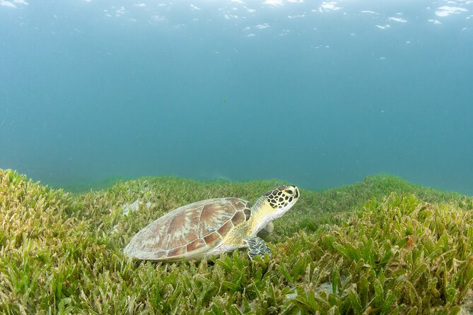 Discover Scuba Diving in San Juan - Price and value: is $185.50 worth it?