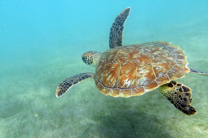 Discover Scuba Diving in San Juan - Meet Scuba Dogs at the park, then get geared up fast