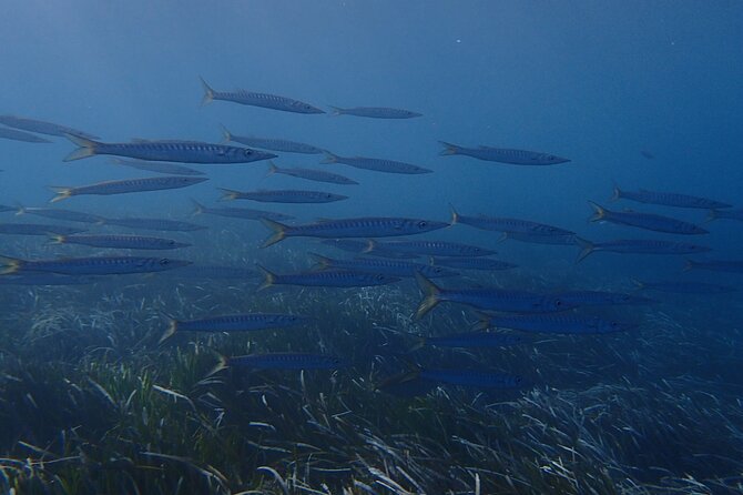 Discover Scuba Diving in Santorini - The underwater learning curve: what you’ll actually practice