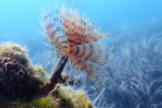 Discover Scuba Diving in Santorini - Instructor attention in a max-6 group (and why it matters)