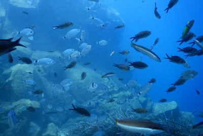 Discover Scuba Diving in Santorini - Shore entry in Santorini: no boat, just straightforward water time