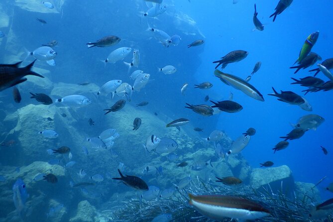 Discover Scuba Diving in Santorini - Shore entry in Santorini: no boat, just straightforward water time