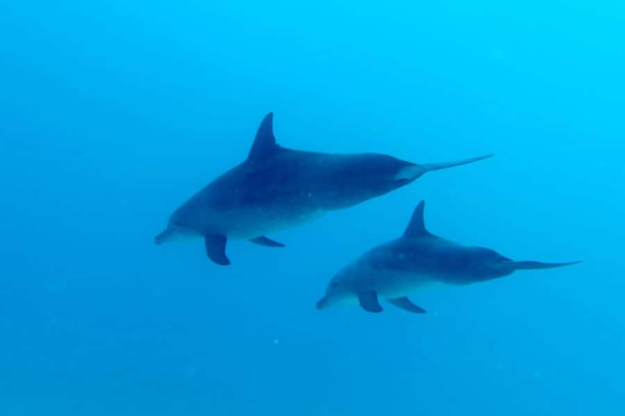 Discover Scuba Diving in the North of Mauritius - The Guided Ocean Session in North Mauritius: coral and fish, with an eye on you