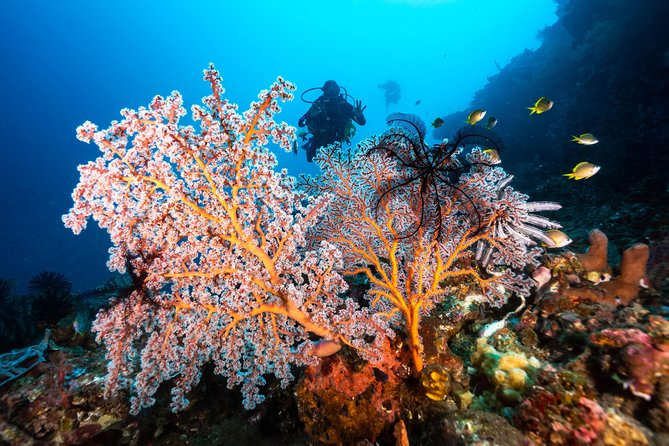 Discover Scuba Diving in Tulamben - Diving Initiation in Bali best diving sites - Equipment and Instructor Support: What “Private” Really Changes