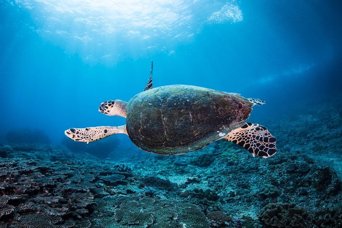 Discover Scuba Diving in Tulamben - Diving Initiation in Bali best diving sites - Time on the Clock: What a “Half-Day” Feels Like