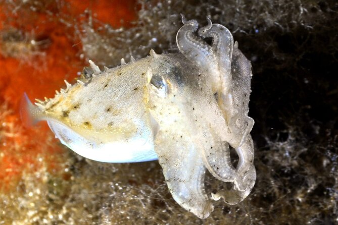 Discover Scuba diving in Villasimius - Two different places you may explore, depending on the day