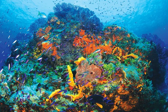 Discover Scuba Diving - One Tank at Coral Reef - The 2-Hour Lesson That Sets You Up Fast