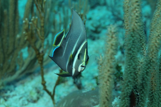 Discover Scuba Diving PADI in Playa del Carmen including underwater video - Your two underwater sessions: what to expect and what you might see