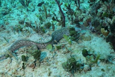 Discover Scuba Diving PADI in Playa del Carmen including underwater video - Pool practice at Diversland: where confidence is built