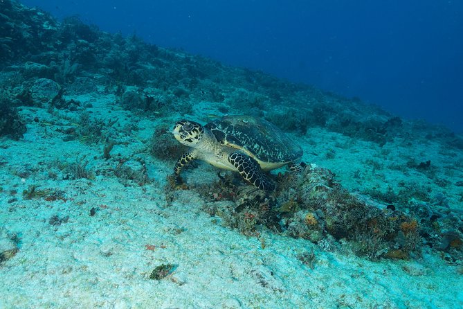Discover Scuba Diving PADI in Playa del Carmen including underwater video - Underwater video: the practical souvenir you’ll be glad you got