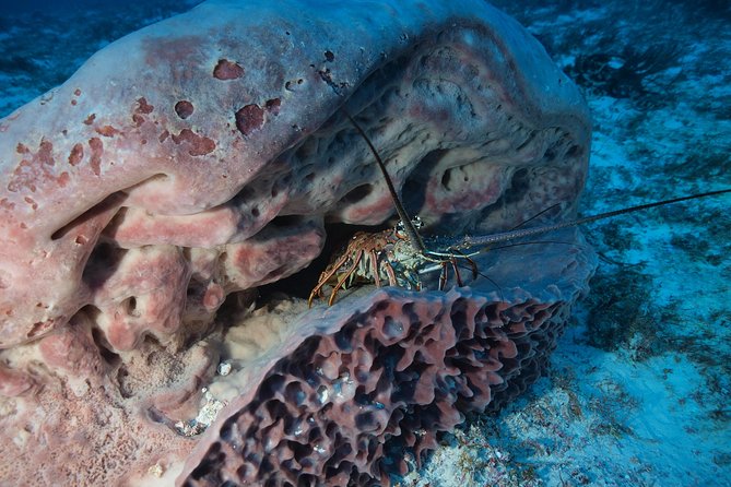 Discover Scuba Diving PADI in Playa del Carmen including underwater video - Equipment, guide style, and why private matters