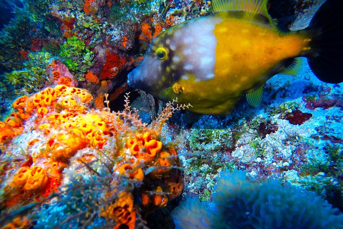 Discover Scuba Diving PADI in Playa del Carmen including underwater video - Safety reality check: health questionnaire and flying timing