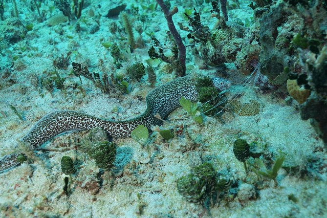 Discover Scuba Diving PADI in Playa del Carmen including underwater video - Pool practice at Diversland: where confidence is built
