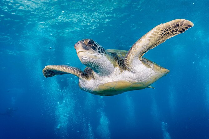 Discover Scuba Diving, Playa de las Americas - Key highlights to know before you go